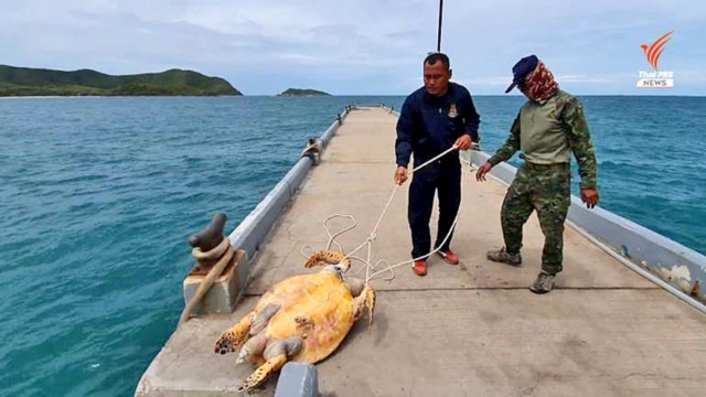 Hawksbill turtle ecosystem endangered species sea turtle hospital Earth5R 