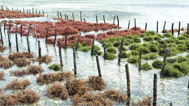 seaweed farming CO2 sequestration coral life marine life Zero waste island Earth5R