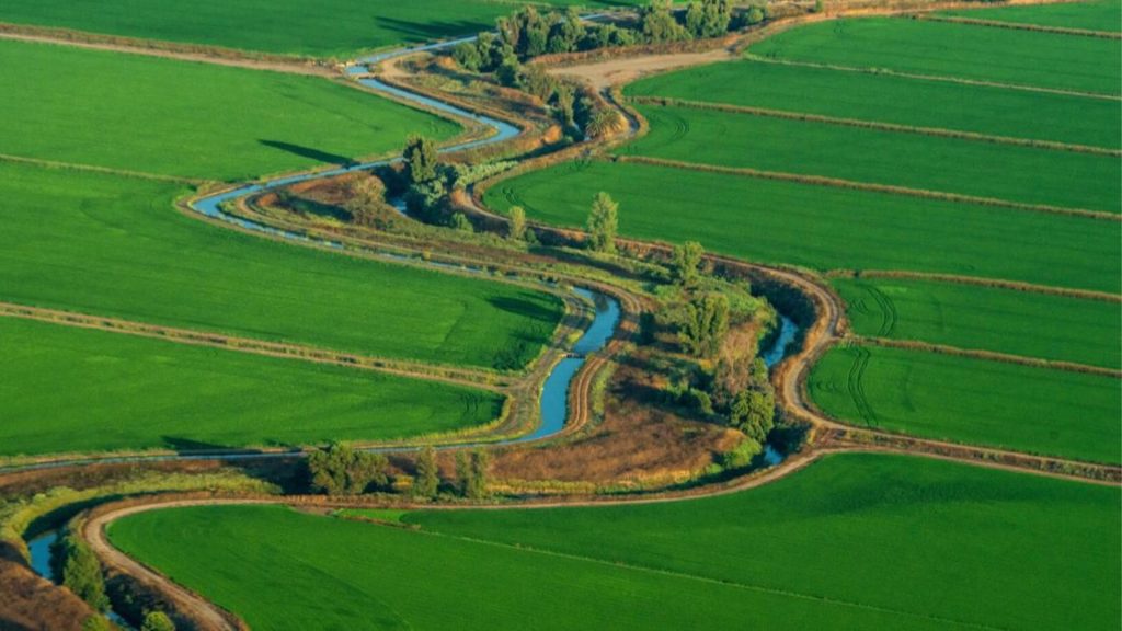 Rice felid irrigation rainfall cultivation land Sacramento river California Earth5R United States