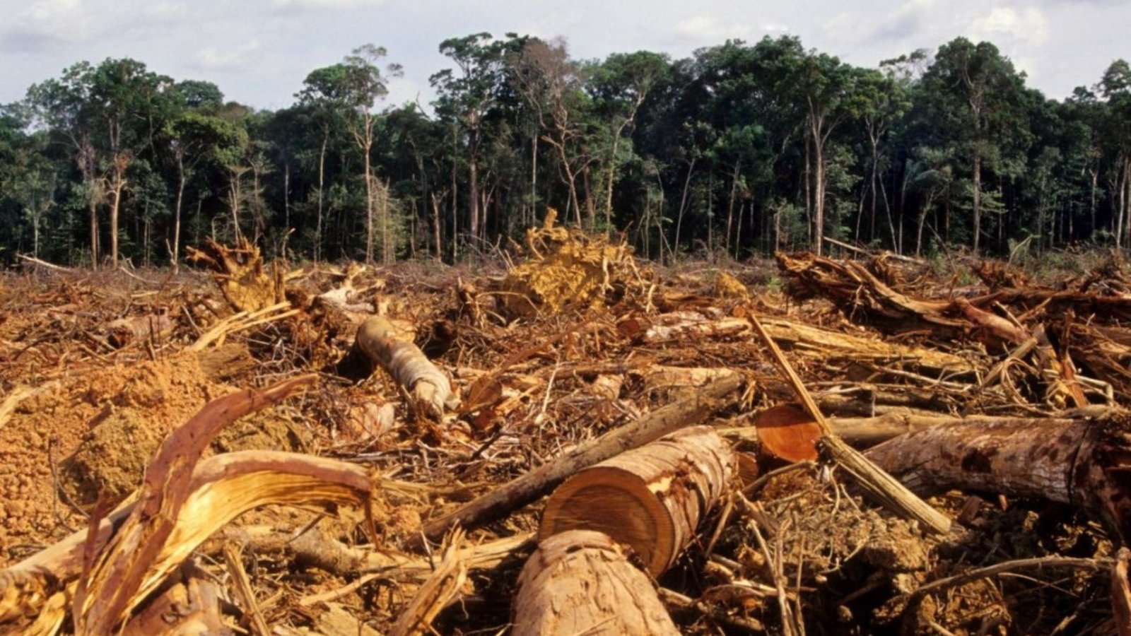 earth5r-biodiversity-conservation-saving-india-s-ecosystems-earth5r