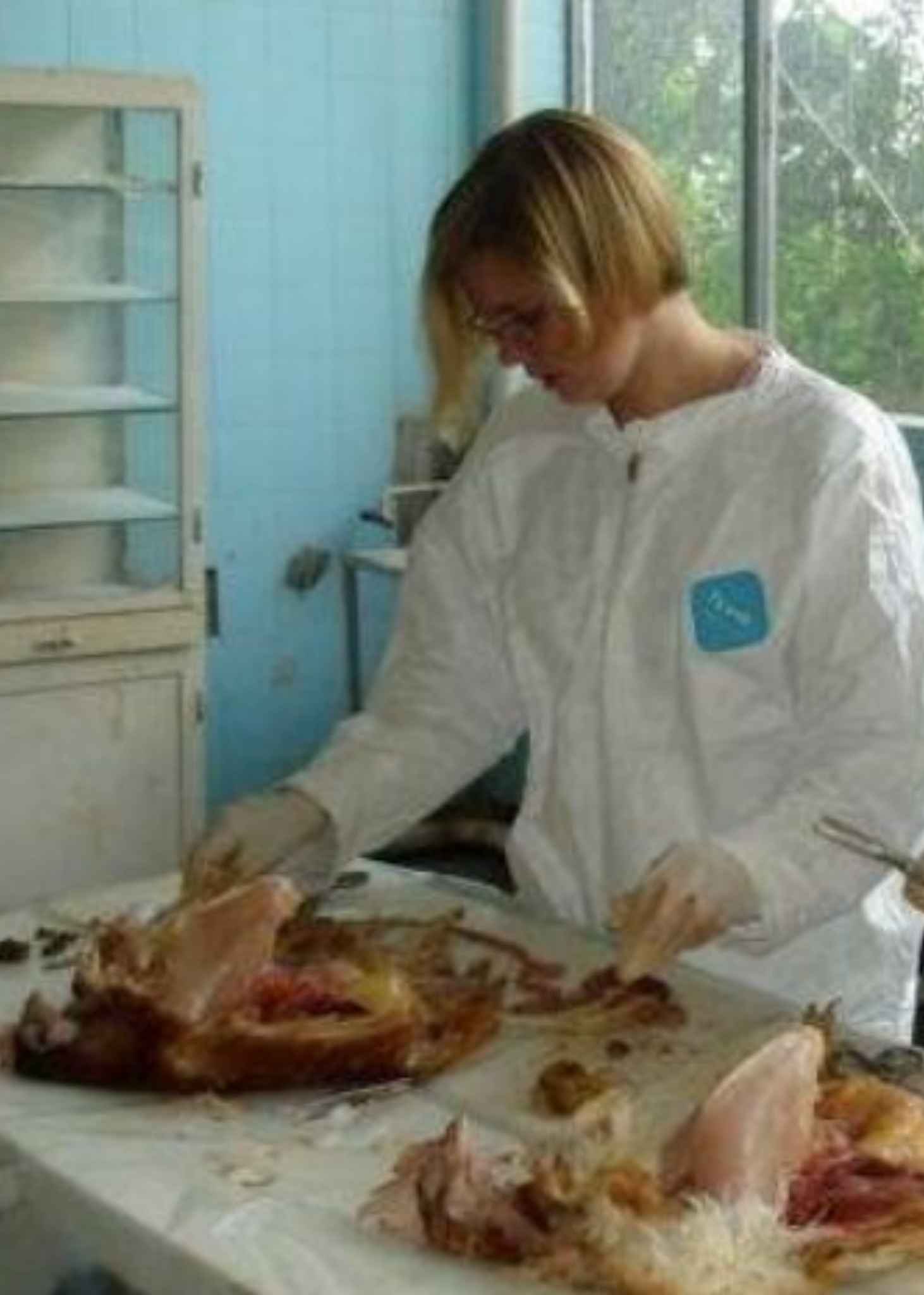 Alexandra Hiniker in a white protective suit and gloves examining a chicken carcass on a laboratory table