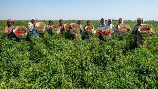 India’s Organic Farming Revolution_ Ground Realities, Challenges, and the Next Five Years ESG CSR EARTH5R NGO MUMBAI