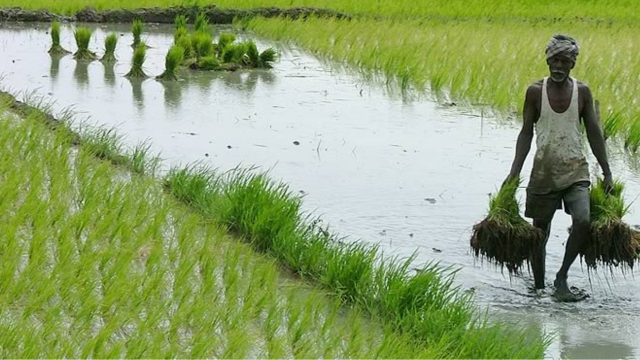 India’s Organic Farming Revolution_ Ground Realities, Challenges, and the Next Five Years ESG CSR EARTH5R NGO MUMBAI 