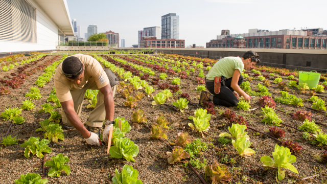 Farms Beneath the Skyline Rooftop Agriculture as the Next Urban Food Revolution-CSR ESG EARTH5R NGO MUMBAI