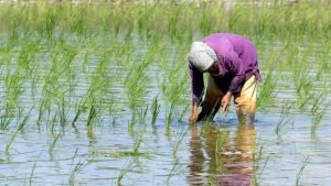 Regenerative agriculture movement in rural India