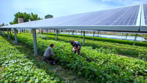 The Agri-Energy Alliance Linking Clean Power with Sustainable Food Systems-CSR ESG EARTH5R NGO MUMBAI