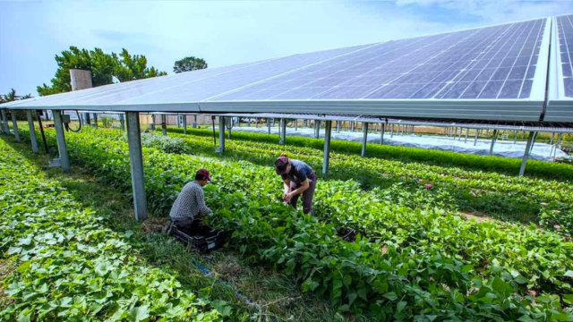 The Agri-Energy Alliance Linking Clean Power with Sustainable Food Systems-CSR ESG EARTH5R NGO MUMBAI