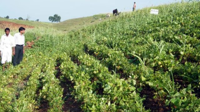 Tribal Communities at the Forefront of India’s Sustainable Food Future ESG CSR EARTH5R NGO MUMBAI