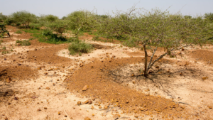 How Micro-Catchment Systems Transform Rural Irrigation with Earth5R’s Sustainable Solutions-CSR ESG EARTH5R NGO MUMBAI