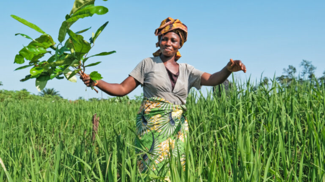 Rural Seed Banks Earth5R’s Strategy for Preserving Indigenous Crop Varieties-CSR ESG. EARTH5R NGO MUMBAI