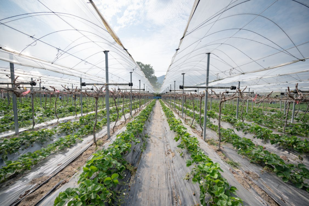 A modern Indian farm utilizing greenhouse technology for sustainable agriculture, with neat rows of crops stretching into the distance, representing investment in agri-tech.