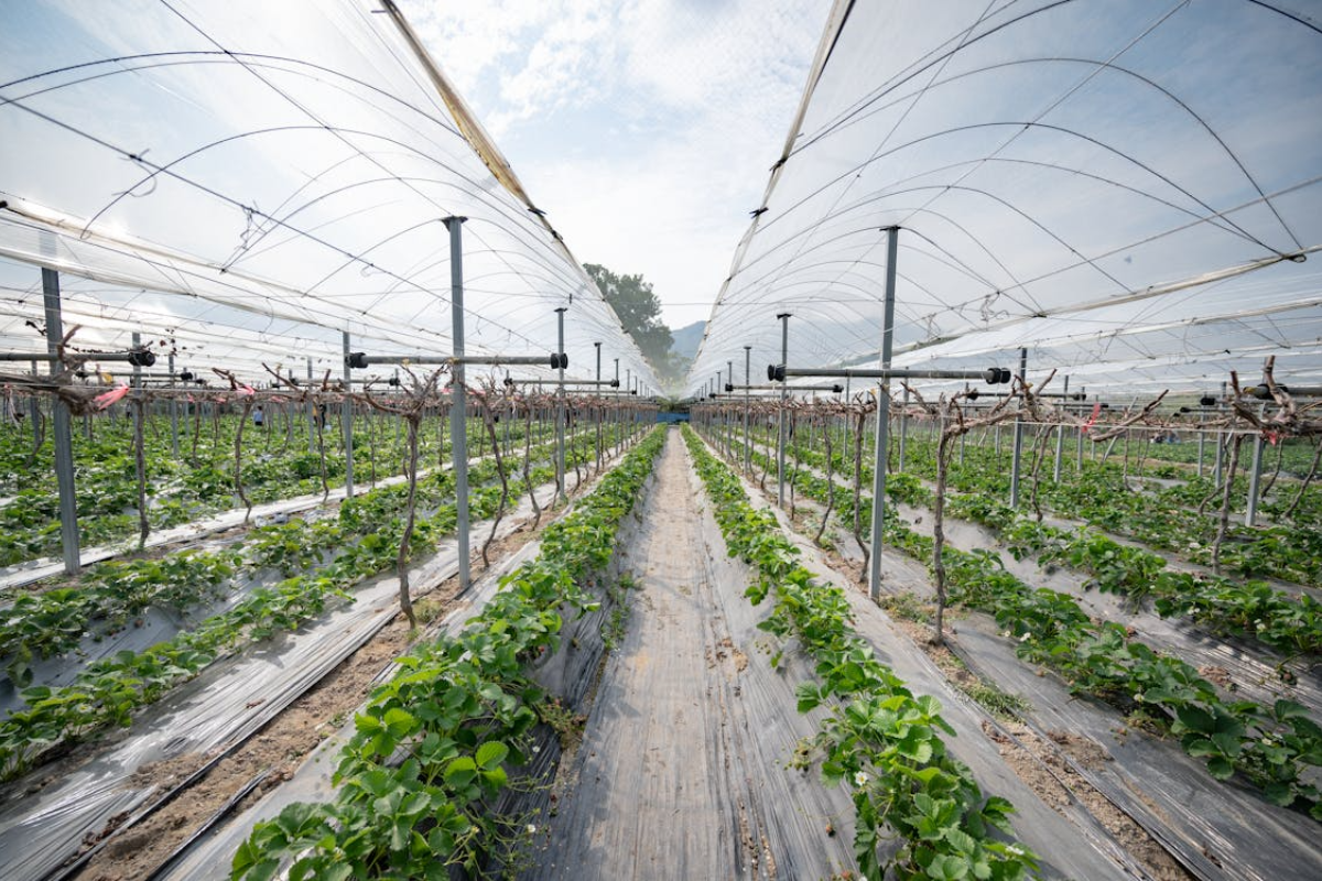 A modern Indian farm utilizing greenhouse technology for sustainable agriculture, with neat rows of crops stretching into the distance, representing investment in agri-tech.