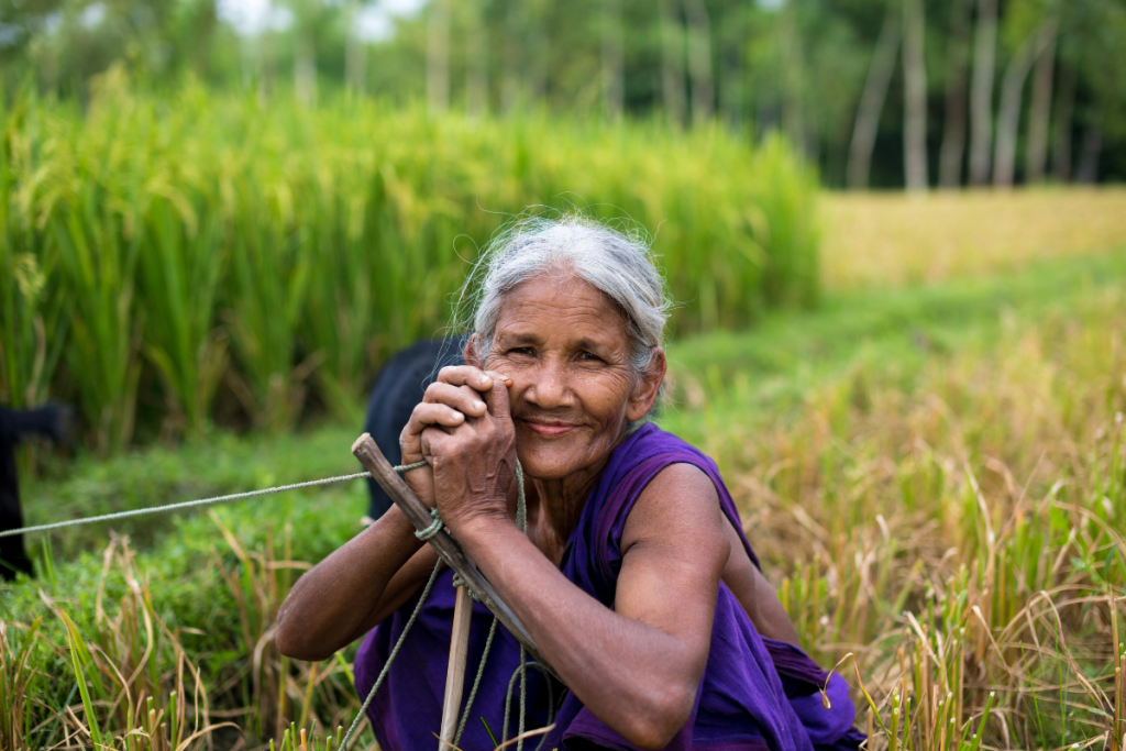 A portrait of a resilient elderly woman farmer in India, smiling warmly while resting in a lush green rice paddy field, symbolizing generations of agricultural wisdom.