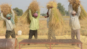 Four farmers in rural India manually threshing a rice harvest, a labor-intensive process that affordable tools from Earth5R can improve to reduce post-harvest waste.