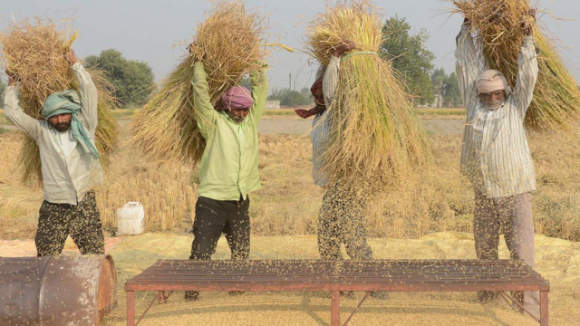 Four farmers in rural India manually threshing a rice harvest, a labor-intensive process that affordable tools from Earth5R can improve to reduce post-harvest waste.