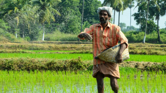 A rural farmer in India standing waist-deep in a lush rice paddy, casting seeds or fertilizer by hand to cultivate his crop.