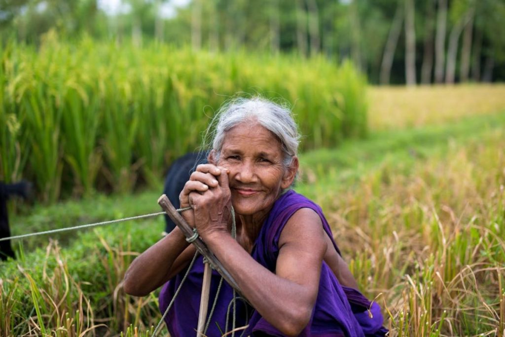 A close-up portrait of a smiling, elderly Indian woman farmer with grey hair, wearing a purple saree and resting in her green rice paddy