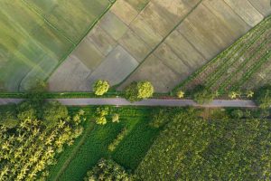 An aerial drone shot of a lush rural landscape in India, showing a road separating diverse, sustainable agricultural fields and coconut groves.