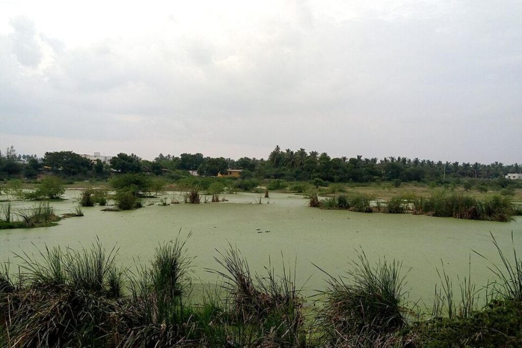 A stagnant, green polluted river in India, covered in thick algae from eutrophication, a sign of severe nutrient pollution.