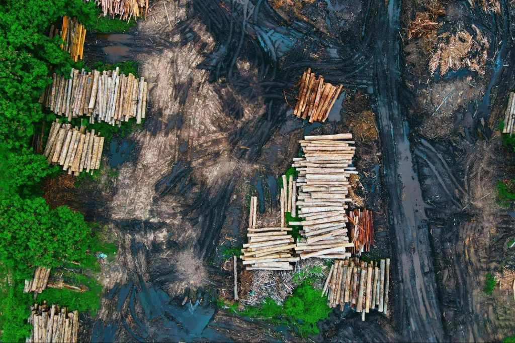 Aerial top-down view of a logging operation depicting deforestation. Stacks of harvested timber lie on muddy, cleared ground next to a remaining patch of dense green forest, illustrating the environmental impact of logging activities