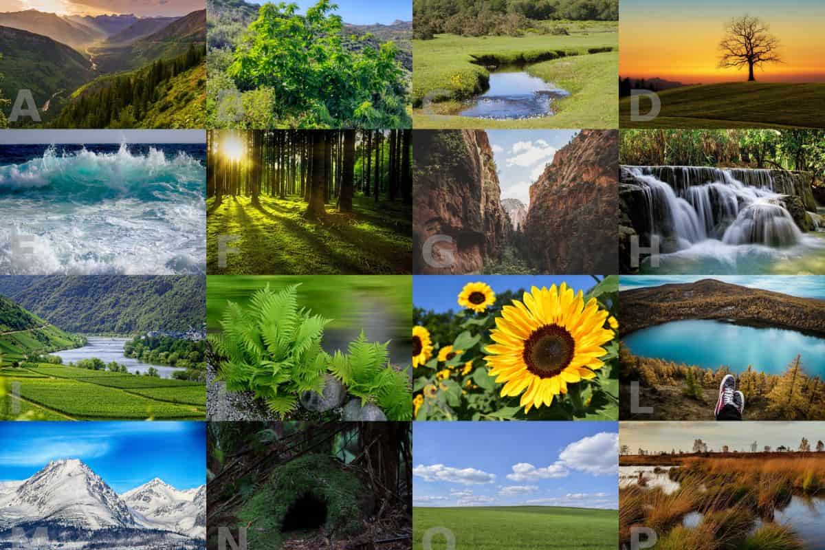 A vibrant collage of diverse ecosystems, representing the natural world that Earth5R Waste Management Sustainability NGO Mumbai ESG CSR works to protect.