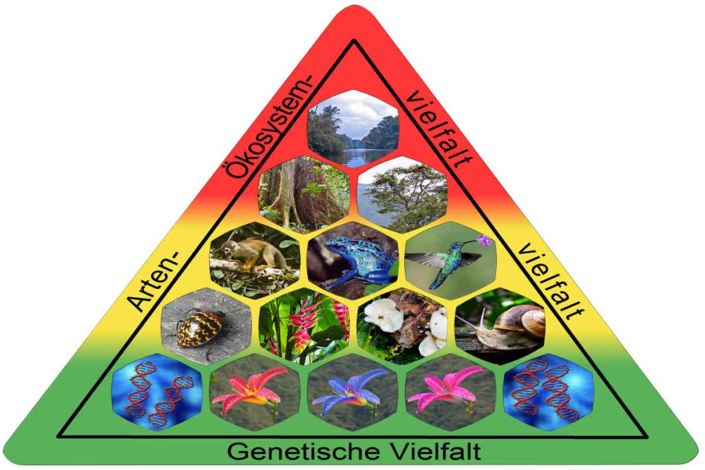 Biodiversity triangle showing genetic, species, and ecosystem diversity — representing Earth5R’s sustainability and ESG-driven conservation initiatives in Mumbai.