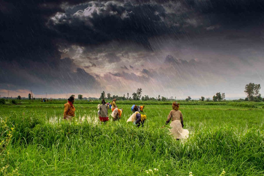 Farmers cultivating crops during monsoon rains in India, symbolizing sustainable agriculture and rural resilience promoted by NGOs like Earth5R through ESG and CSR-driven sustainability initiatives.