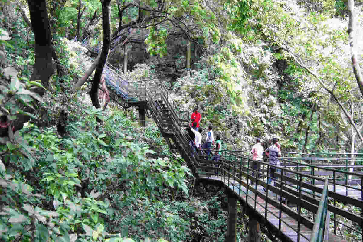 Travelers walking through a lush green forest on an elevated wooden pathway, promoting eco-friendly exploration and sustainable tourism by Earth5R, a leading Sustainability NGO in Mumbai focused on Waste Management, ESG, and CSR initiatives.