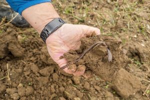 A hand holds a clod of dark, healthy soil, revealing a large earthworm, a key indicator of soil biodiversity. Earth5R Environmental NGO CSR ESG Waste Management Sustainability India Mumbai
