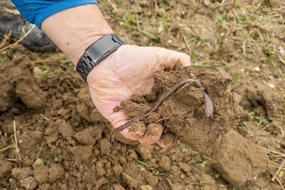 A hand holds a clod of dark, healthy soil, revealing a large earthworm, a key indicator of soil biodiversity. Earth5R Environmental NGO CSR ESG Waste Management Sustainability India Mumbai