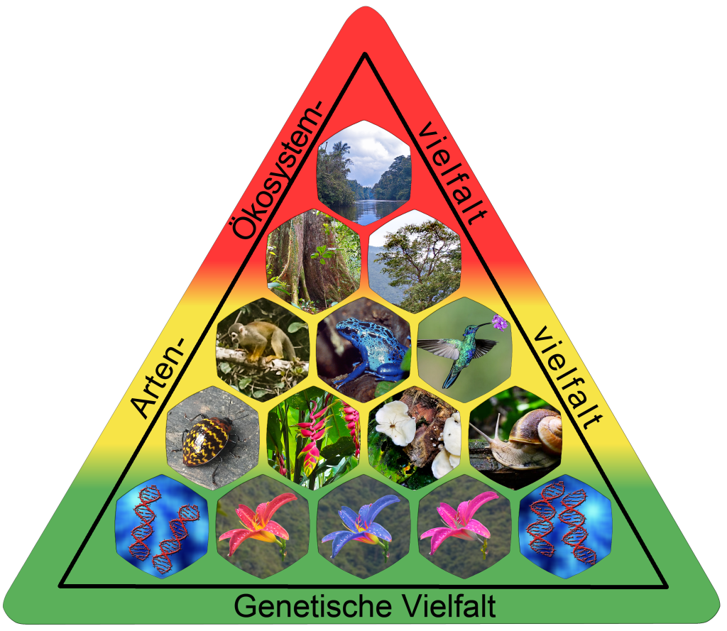 Illustration of the three levels of biodiversity—ecosystem, species, and genetic diversity—used in a feature on Earth5R, sustainability, CSR, ESG, waste management, and the role of environmental NGOs in Mumbai.