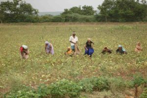 Women farmers and a male farmer working collectively in an organic field, representing Earth5R’s sustainability and rural livelihood model linked to ESG and CSR action in India.
