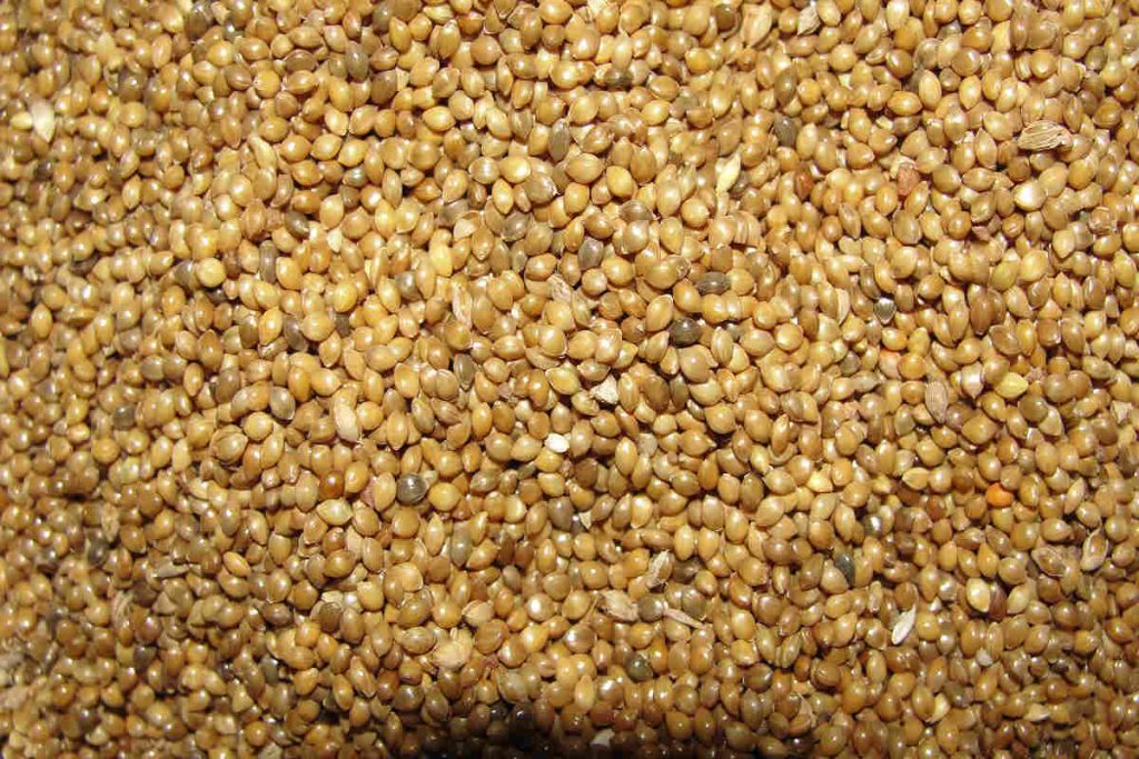 Close-up of organic millet grains, representing Earth5R’s sustainability and circular food systems work linked to ESG and CSR initiatives in India.
