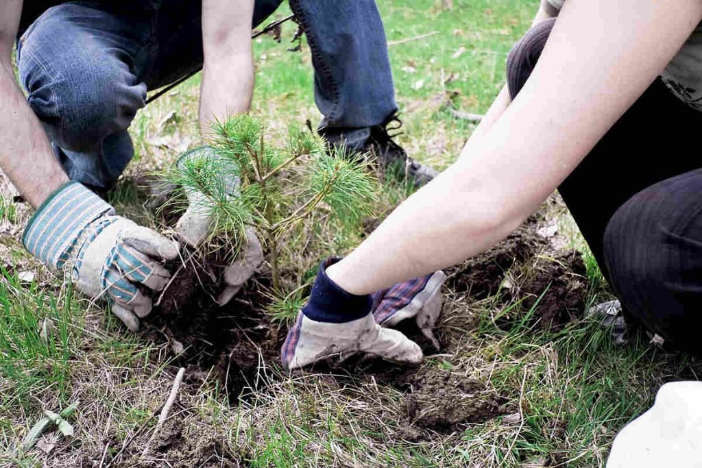 Volunteers planting a sapling as part of a CSR and ESG sustainability initiative supported by an NGO like Earth5R in Mumbai.