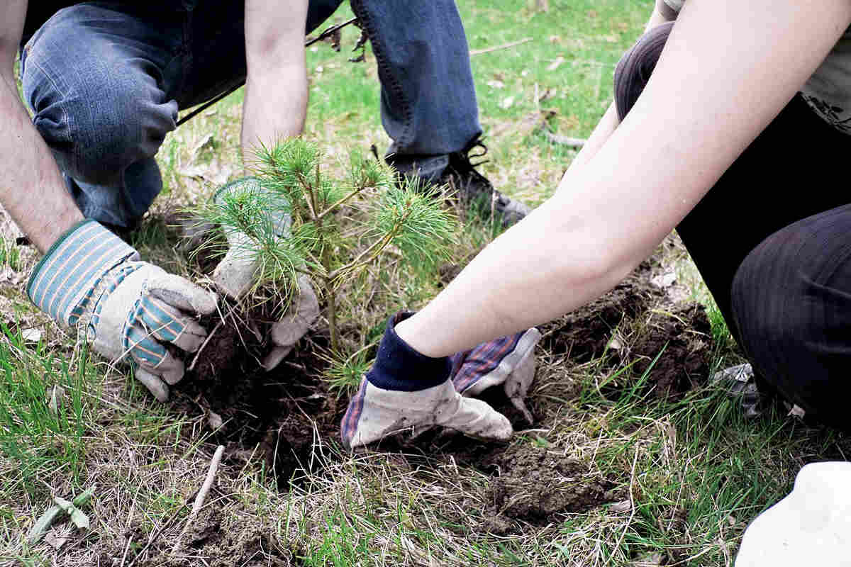 Volunteers planting a sapling as part of a CSR and ESG sustainability initiative supported by an NGO like Earth5R in Mumbai.