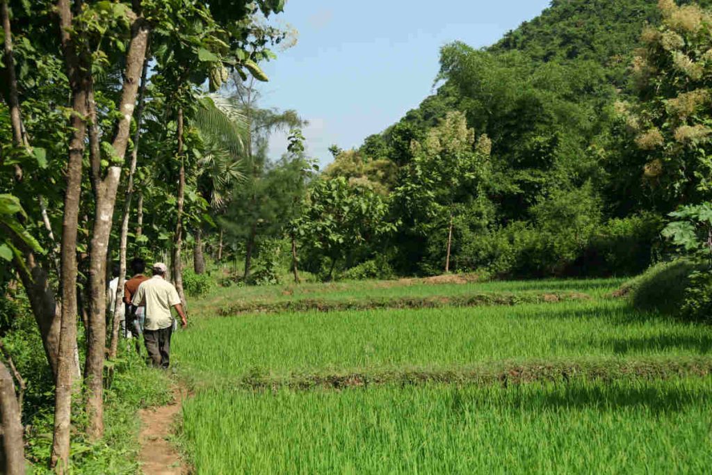 Farmers walking through an agroforestry field surrounded by trees and crops, representing Earth5R’s sustainability, CSR, ESG, and waste management initiatives supported by NGOs in Mumbai and rural India.