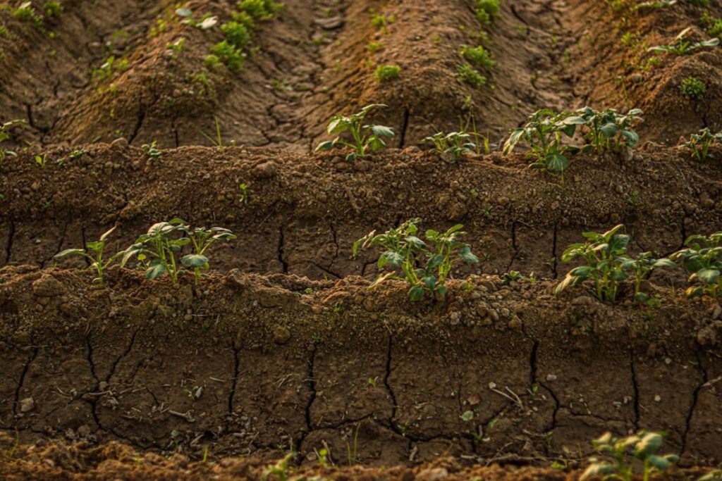 Young green plants sprout from ridges of dry, cracked farm soil, showing signs of new growth in challenging conditions.