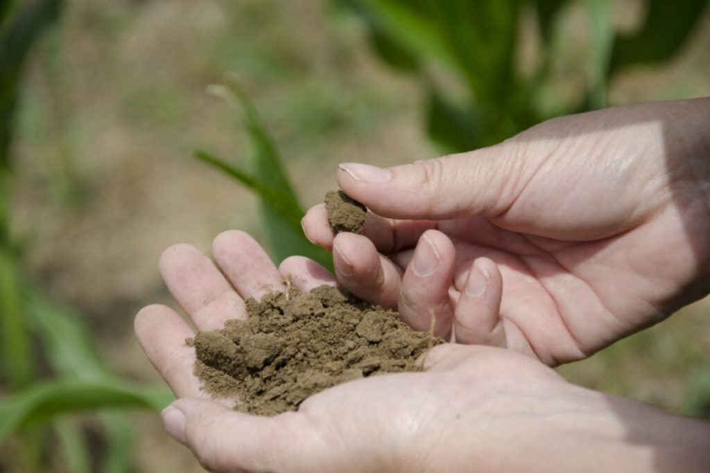 A close-up of a person's hands holding and examining a clump of dry soil from a farm field.