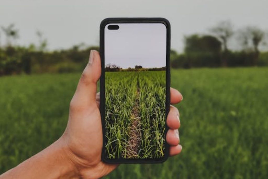 A hand holds a smartphone, using the camera to capture an image of a lush, green agricultural field.