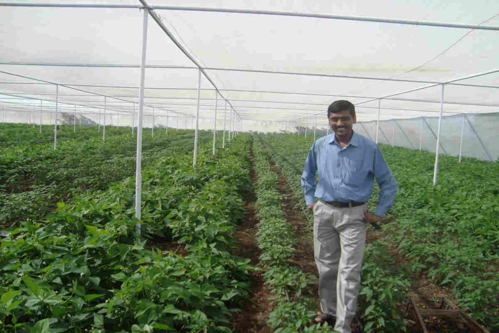 Indian farmer standing in a greenhouse surrounded by healthy green crops, representing sustainable agriculture, regenerative farming, and ESG-focused rural development initiatives in India.