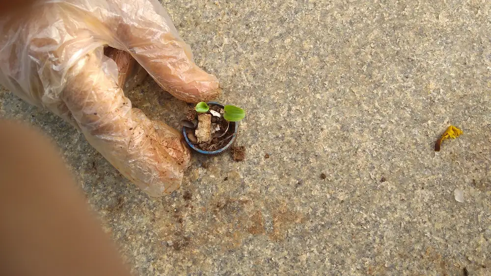 A sapling growing inside a discarded bottle cap found during an Earth5R cleanup at Powai Lake, Mumbai