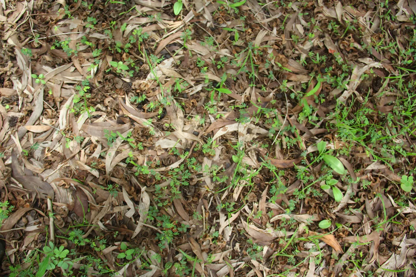 Close-up of dry fallen leaves lying in a loose layer over green grass and soil, acting as a natural mulch