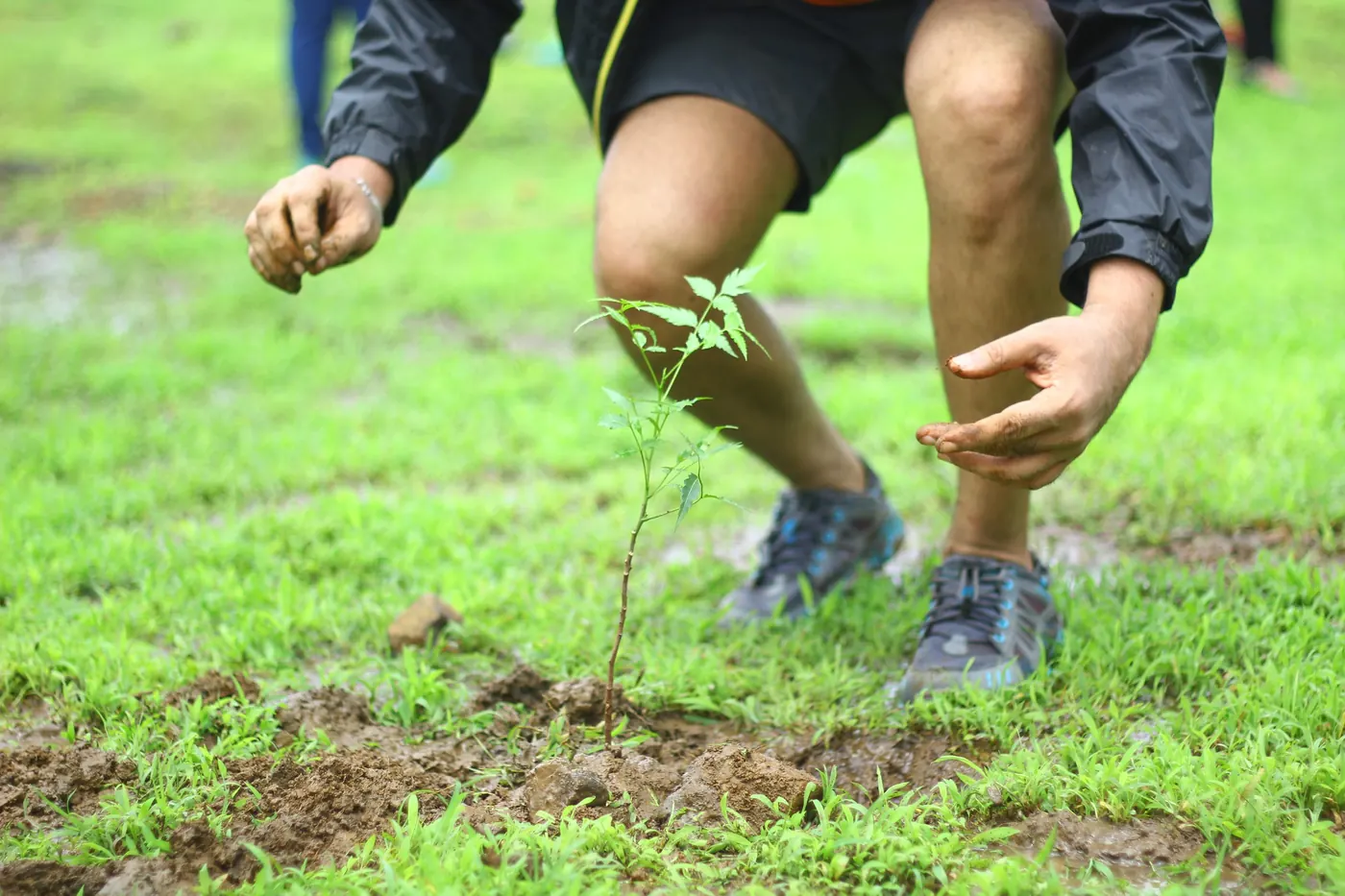Close-up of an Earth5R volunteer crouching to firm wet soil around a newly planted sapling in a grassy field, hands covered in mud