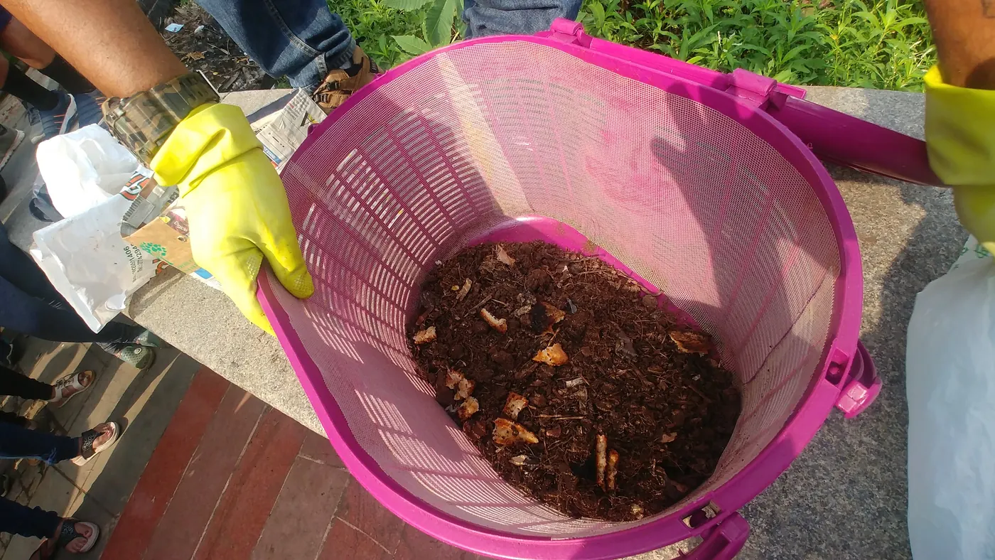 A gloved Earth5R volunteer holding a pink sieve basket of dark, crumbly finished compost over a collection bag