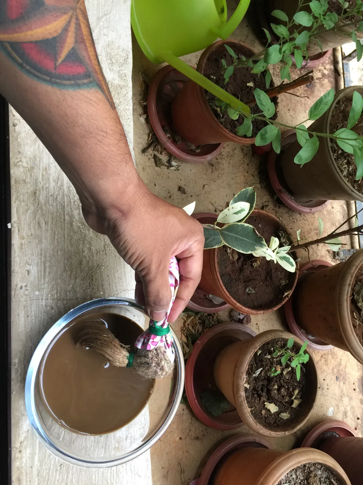 High school biotechnology internship field work. Hand adding home-made compost to potted plants in Powai / Chandivali, Mumbai