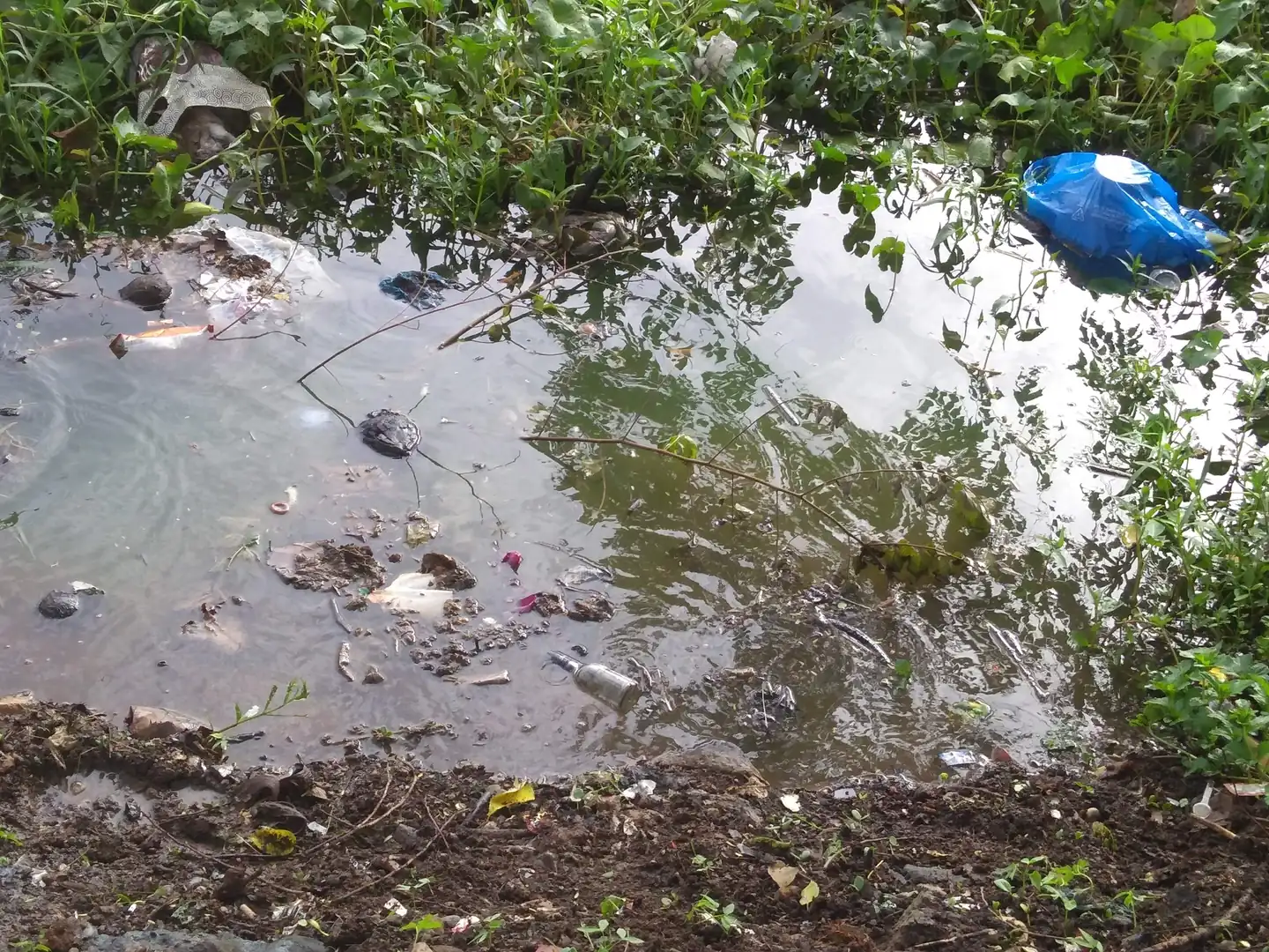 Polluted stagnant pond with floating plastic waste in Powai Lake, Mumbai