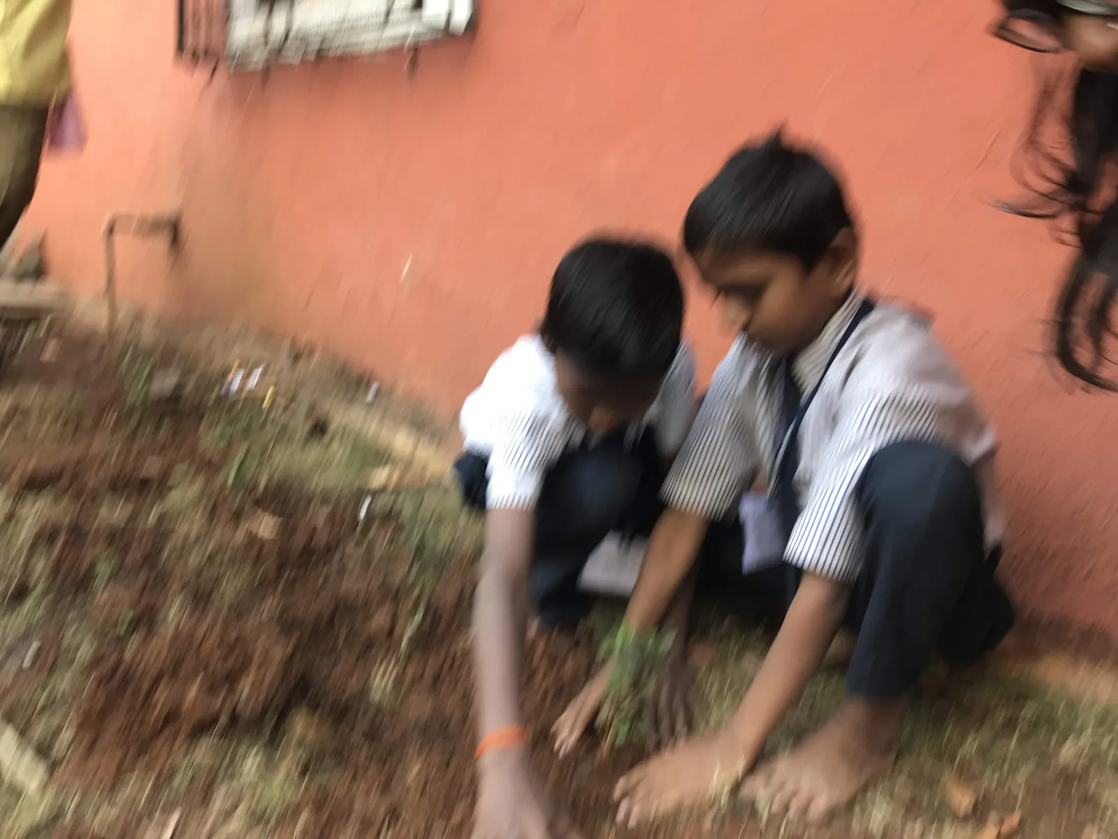 High school agriculture internship field work. Two schoolboys planting a sapling in a school garden bed